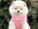 Safkan Pomeranian Boo Yavrularımız