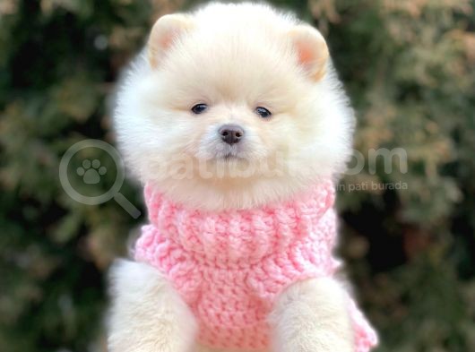 Safkan Pomeranian Boo Yavrularımız görsel