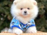 Safkan Pomeranian Boo Yavrularımız