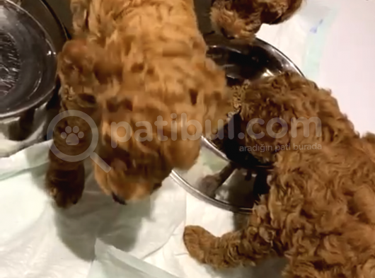 Toy Poodle Orjinal Red Brawn görsel