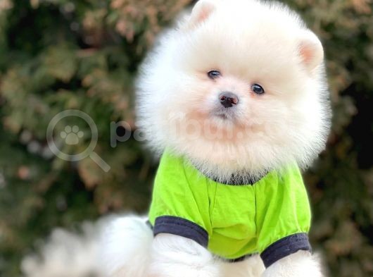 Safkan Pomeranian Boo Yavrularımız görsel