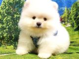Pomeranian Boo Teddy Bear Yavrular