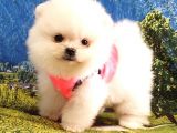 Teddy Face Pomeranian Boo Yavrularımız