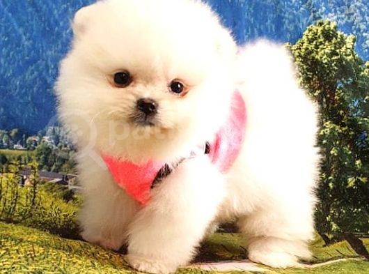 Teddy Face Pomeranian Boo Yavrularımız görsel