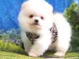 Teddy Face Pomeranian Boo Yavrularımız