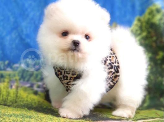 Teddy Face Pomeranian Boo Yavrularımız görsel