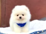 Pomerian Yavrularimiz