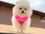 Pomerian Yavrularimiz
