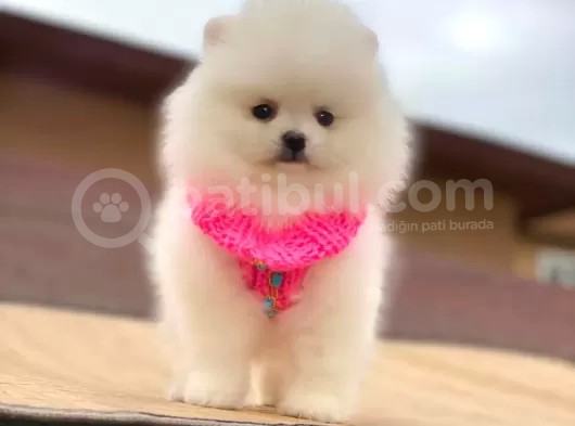 Pomerian Yavrularimiz görsel