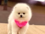 Pomerian Yavrularimiz
