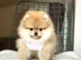 Pomerian Yavrularimiz