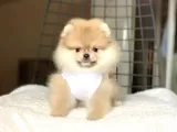 Pomerian Yavrularimiz