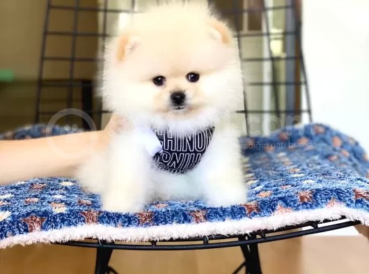 Pomerian Yavrularimiz görsel