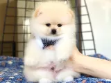 Pomerian Yavrularimiz
