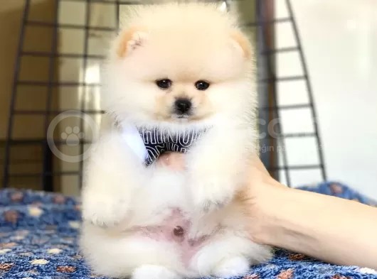 Pomerian Yavrularimiz