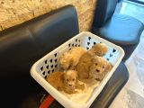 F1 Malti̇poo 6 Haftalik