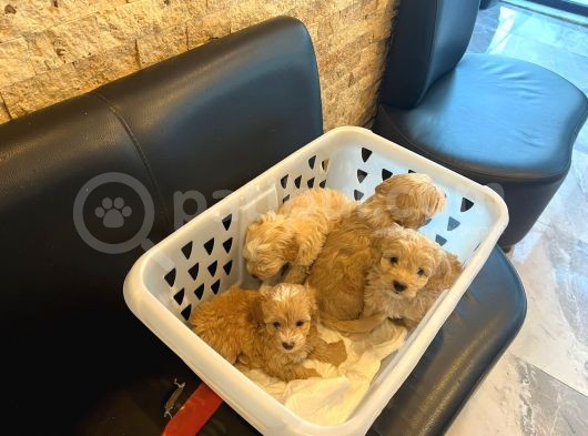 F1 Malti̇poo 6 Haftalik
