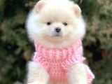 Erkek Ve Dişi Teddy Face Show Pomeranian Yavrular