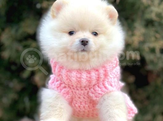 Erkek Ve Dişi Teddy Face Show Pomeranian Yavrular görsel