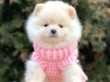 Erkek Ve Dişi Teddy Face Show Pomeranian Yavrular