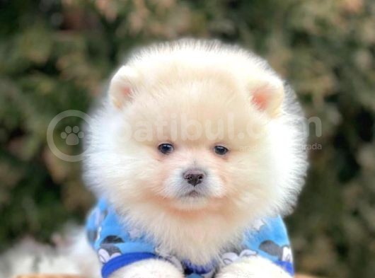 Erkek Ve Dişi Teddy Face Show Pomeranian Yavrular görsel