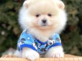 Erkek Ve Dişi Teddy Face Show Pomeranian Yavrular