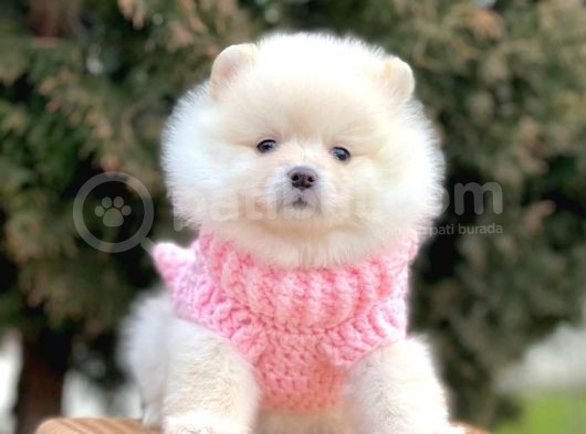 Erkek ve Dişi Teddy Face Show Pomeranian Yavrular
