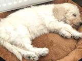 Toy Poodle 2 Aylık Erkek