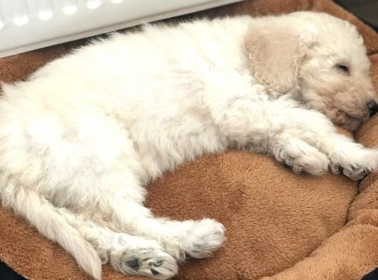 Toy Poodle 2 Aylık Erkek