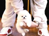 Pomerani̇an Boo Yavrulari