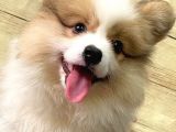 WELSH CORGİ / DİŞİ / ÜCRETLİ / YAVRULAR