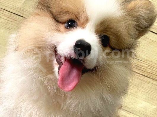 Welsh Corgi̇ / Di̇şi̇ / Ücretli̇ / Yavrular