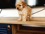 Apri̇kot Poodle Yavrular
