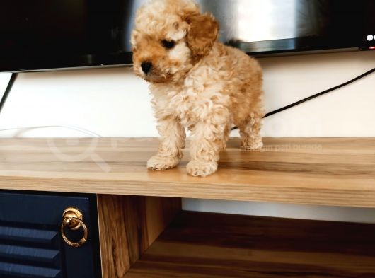 Apri̇kot Poodle Yavrular görsel