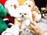 POMERANİAN BOO YAVRULARI