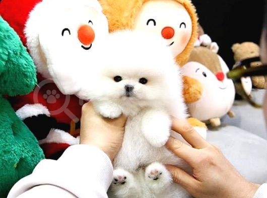 Pomerani̇an Boo Yavrulari