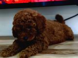 Toy Poodle Yavrularimiz