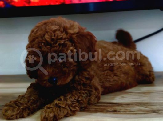 Toy Poodle Yavrularimiz görsel