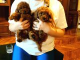Sevimli Toy Poodle Yavrular