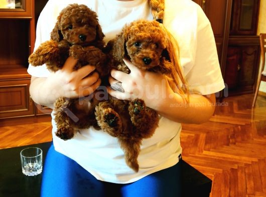 Sevimli Toy Poodle Yavrular görsel
