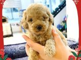 Toy Poodle Yavrularimiz
