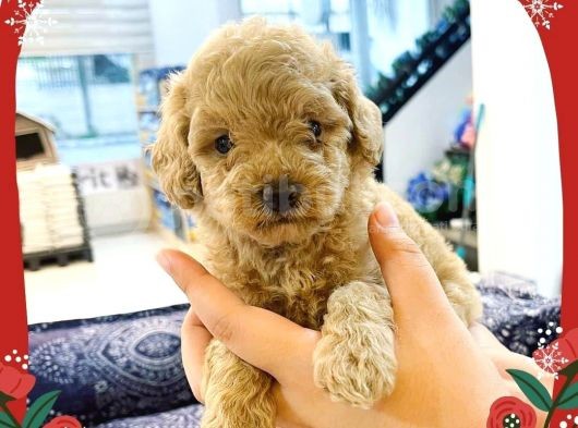 Toy Poodle Yavrularimiz görsel