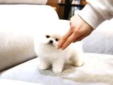 Pomerani̇an Boo Yavrulari