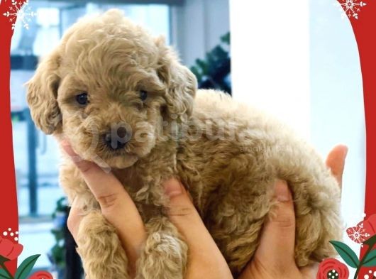 Toy Poodle Yavrularimiz görsel