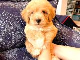 Pomerani̇an Boo Yavrulari 