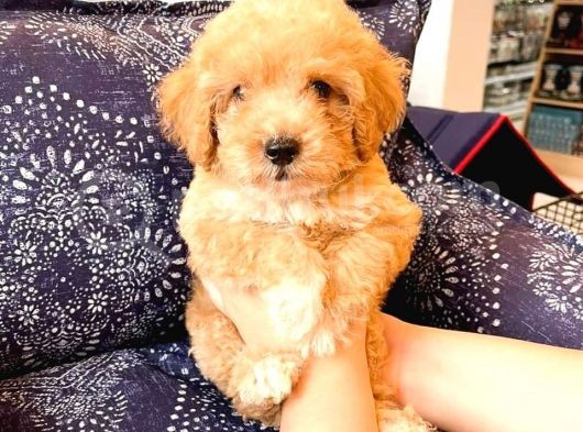 Pomerani̇an Boo Yavrulari  görsel