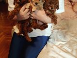 Sevimli Toy Poodle Yavrular
