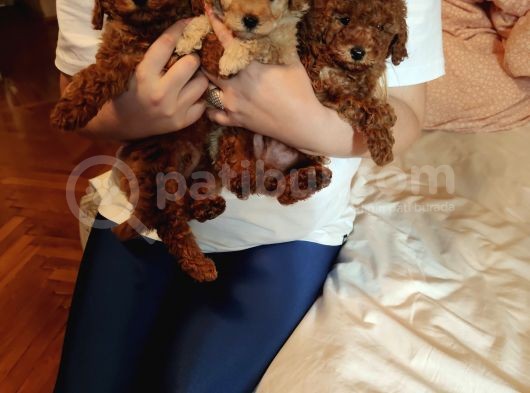 Sevimli Toy Poodle Yavrular görsel