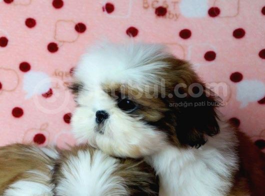 Shih Tzu Yavrular Yuva Ariyor  görsel