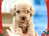 Toy Poodle Yavrularimiz